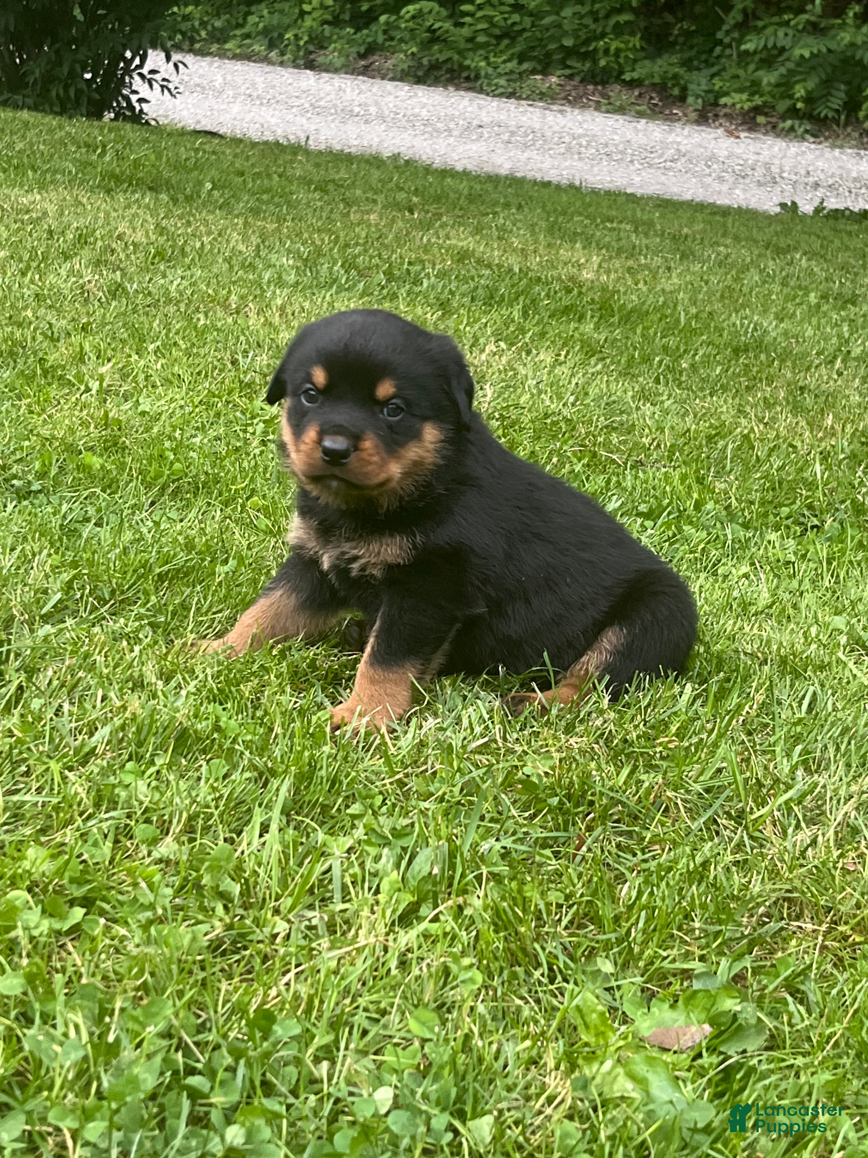 Rottweiler dogs Charlie - Ad 1