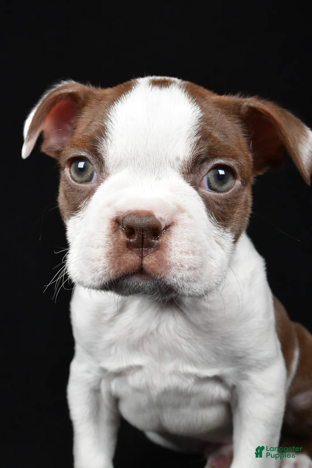 Boston Terrier dogs for sale: Harvey - Ad 6