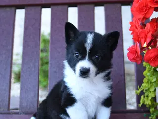 Mixed Breed dogs for sale: Bessie - Ad 2