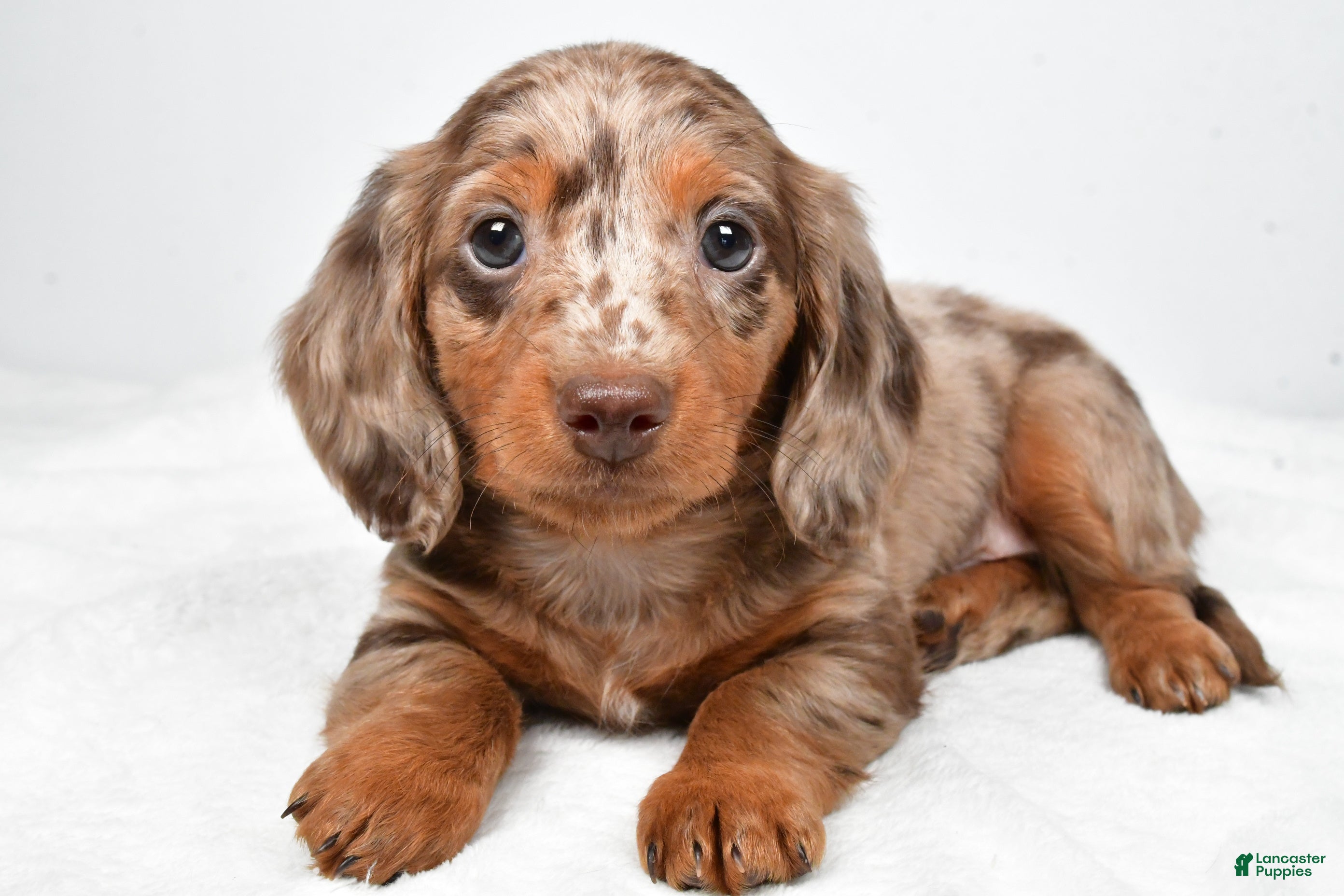 Miniature Dachshund dogs Marshall - Ad 1