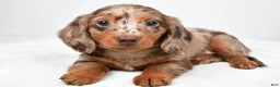 Miniature Dachshund dogs for sale: Marshall - Ad 1