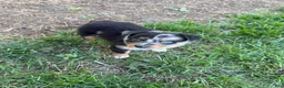 Australian Shepherd dogs for sale: Juniper  - Ad 3
