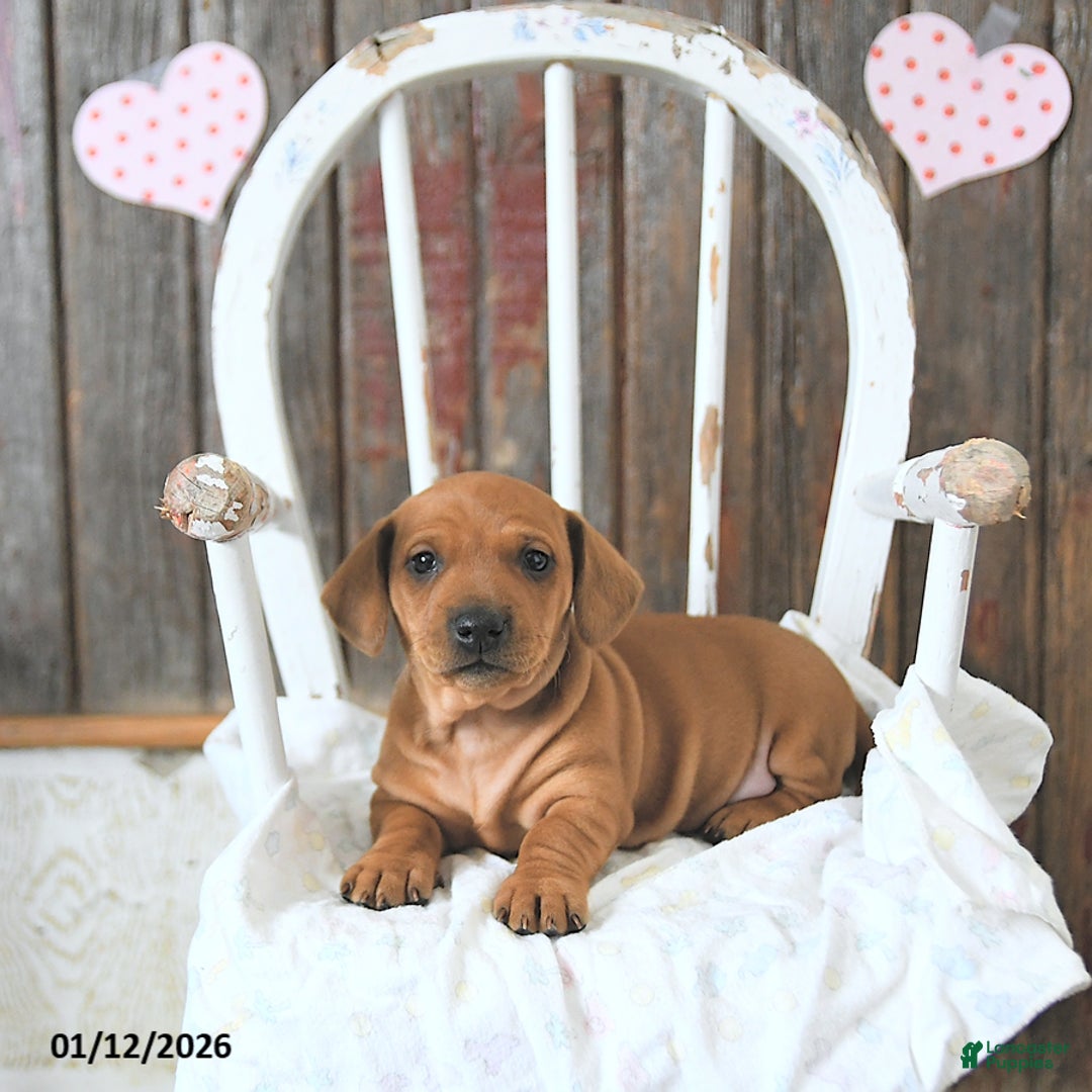 Miniature Dachshund dogs for sale: Beau - Ad 2