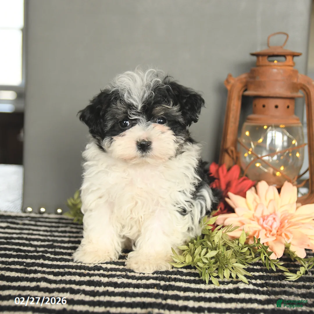 Maltipoo dogs for sale: Flora   - Ad 1