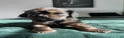 Cocker Spaniel dogs for sale: Maxine - Ad 2