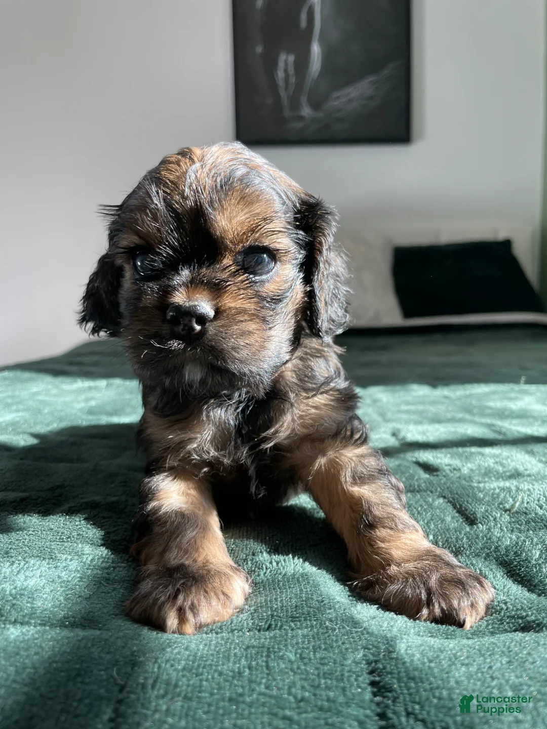 Cocker Spaniel dogs for sale: Maxine - Ad 2