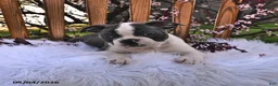 Boston Terrier dogs for sale: Winston - Ad 7
