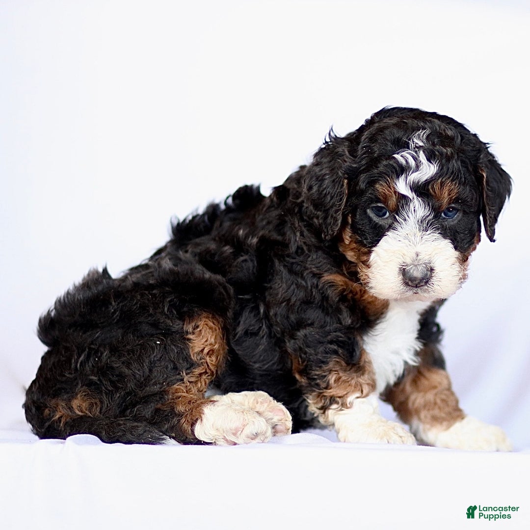 Mini Bernedoodle dogs for sale: Gina - Ad 2