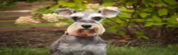 Miniature Schnauzer dogs for sale: Georgia Miniature Schnauzer - Ad 6
