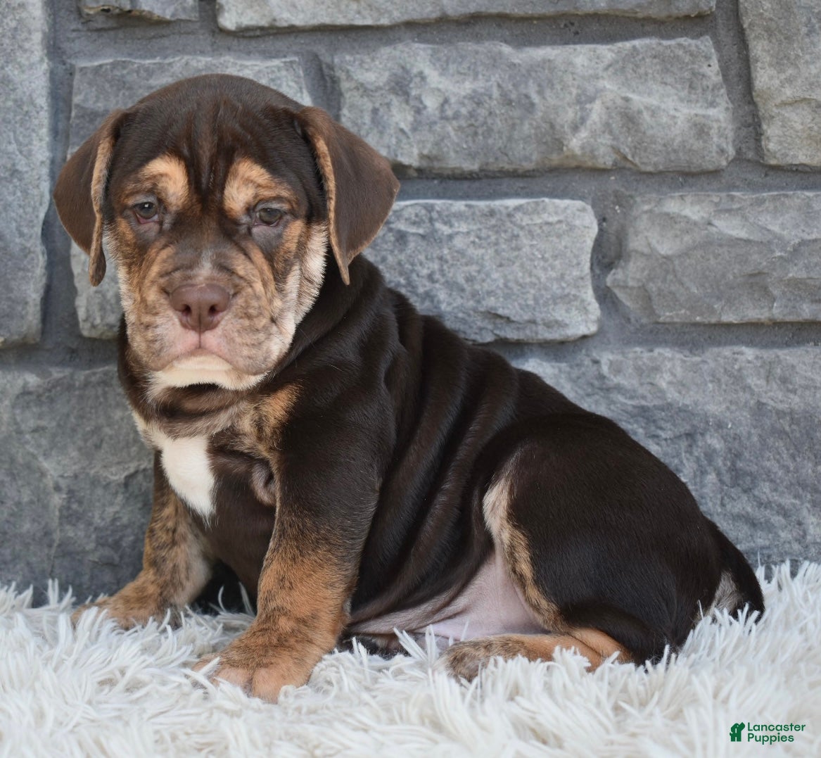 Beabull dogs Buster  - Ad 2