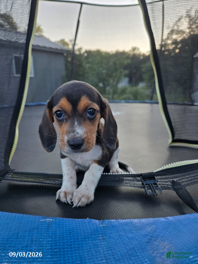 Beagle dogs Brenda - Ad 2
