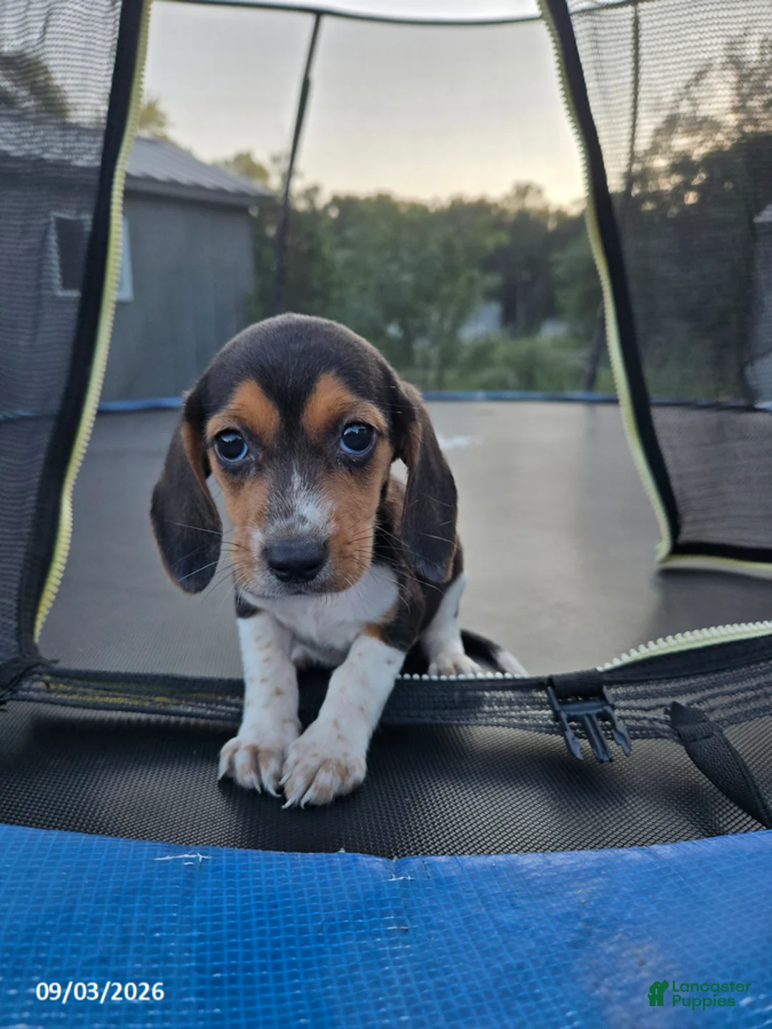 Beagle dogs for sale: Brenda - Ad 2
