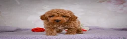 Miniature Poodle dogs for sale: Leo - Ad 9