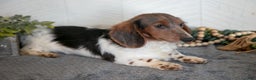 Miniature Dachshund dogs for sale: Isaac - Ad 2