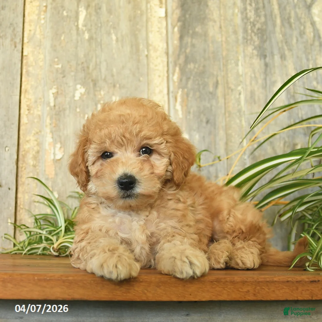 Maltipoo dogs for sale: Pumpkin  - Ad 1