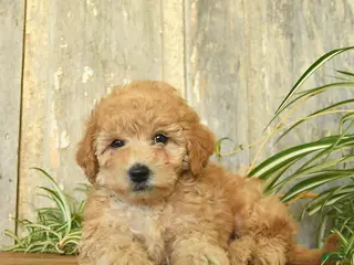 Maltipoo dogs for sale: Pumpkin - Ad 1