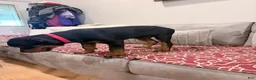 Rottweiler dogs for sale: Red collar boy - Ad 4