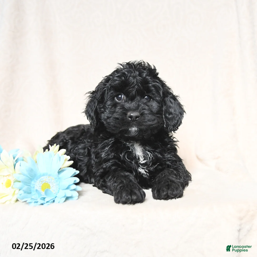 Cockapoo dogs for sale: Juliet - Ad 3