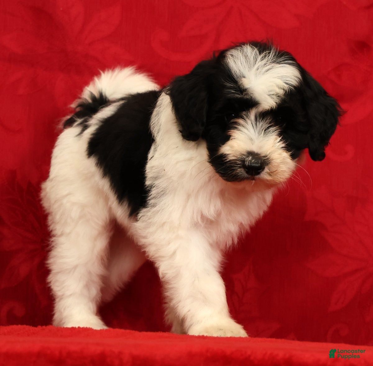 Mini Sheepadoodle dogs Max - Ad 2