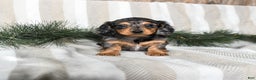 Miniature Dachshund dogs for sale: Cupcake - Ad 2