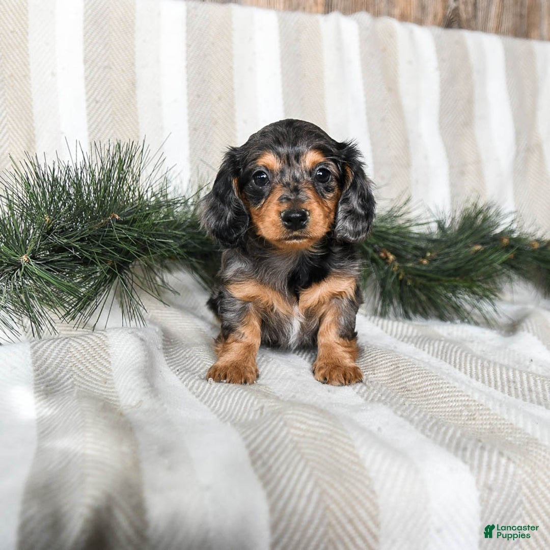 Miniature Dachshund dogs for sale: Cupcake - Ad 2