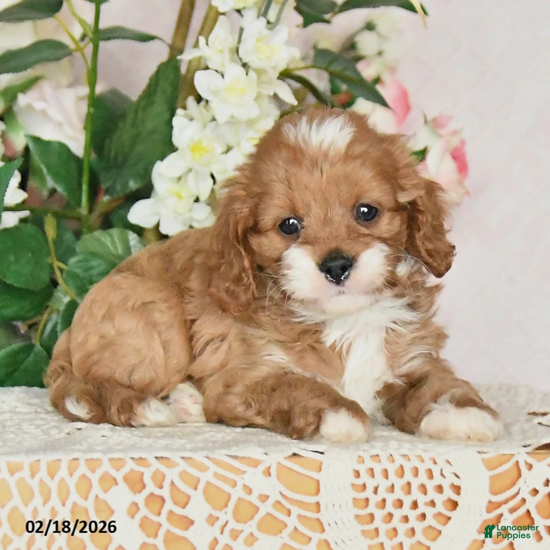 Cavapoo dogs for sale: Kristi - Ad 3