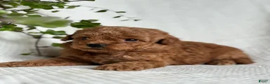 Mini Goldendoodle 2