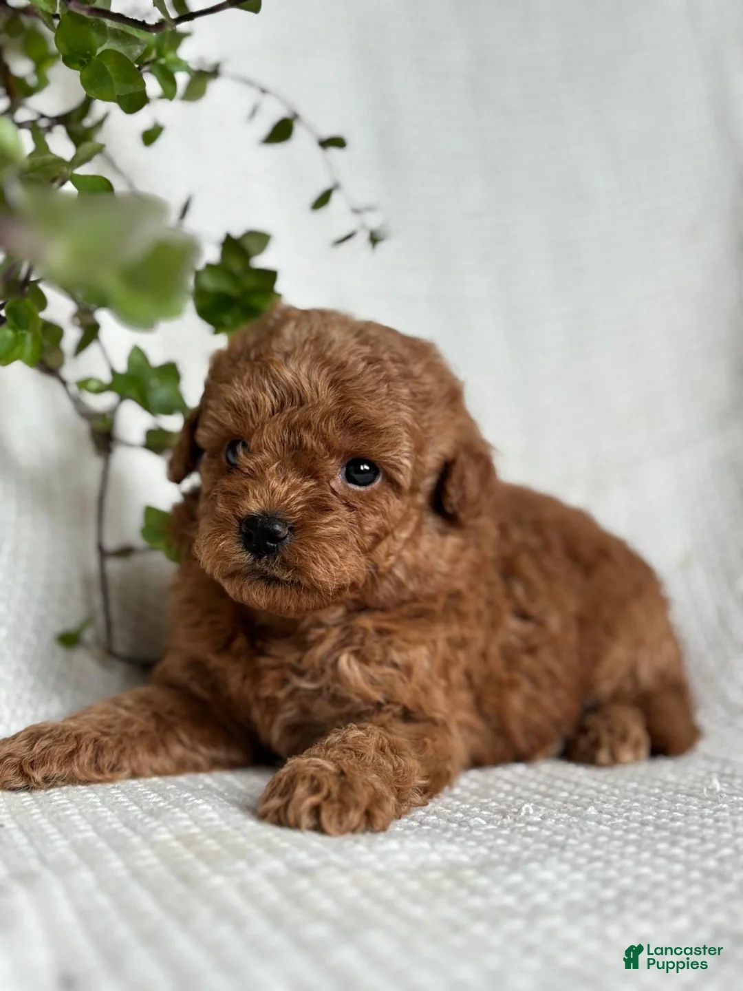 Mini Goldendoodle dogs for sale: Mini Goldendoodle 2 - Ad 1