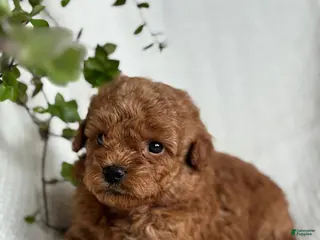 Mini Goldendoodle dogs for sale: Mini Goldendoodle 2 - Ad 3