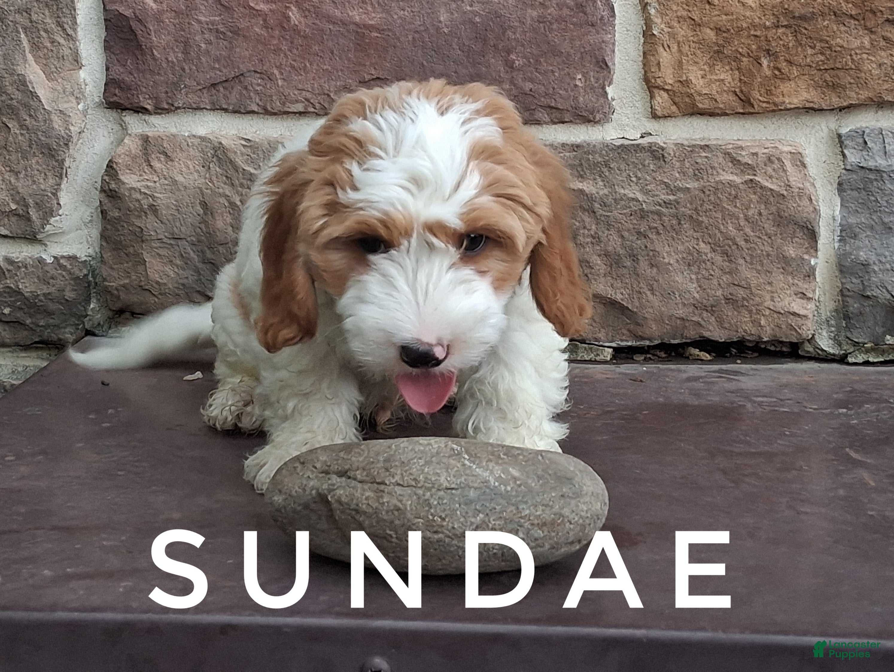 Cavapoo dogs Sundae - Ad 1