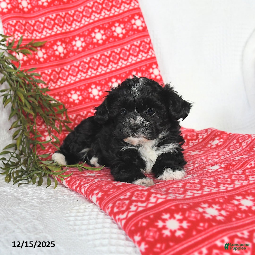 Mixed Breed dogs for sale: Mandy - Ad 5