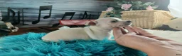 Chihuahua dogs for sale: Haleys cream boy. Hand Delivery  - Ad 4