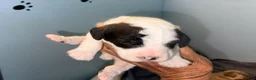Cockapoo dogs for sale: Boy 1 - Ad 4