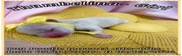 Toy Poodle dogs for sale: Tinkerbelle - Ad 7