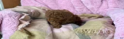 Toy Poodle dogs for sale: Nana - Ad 2