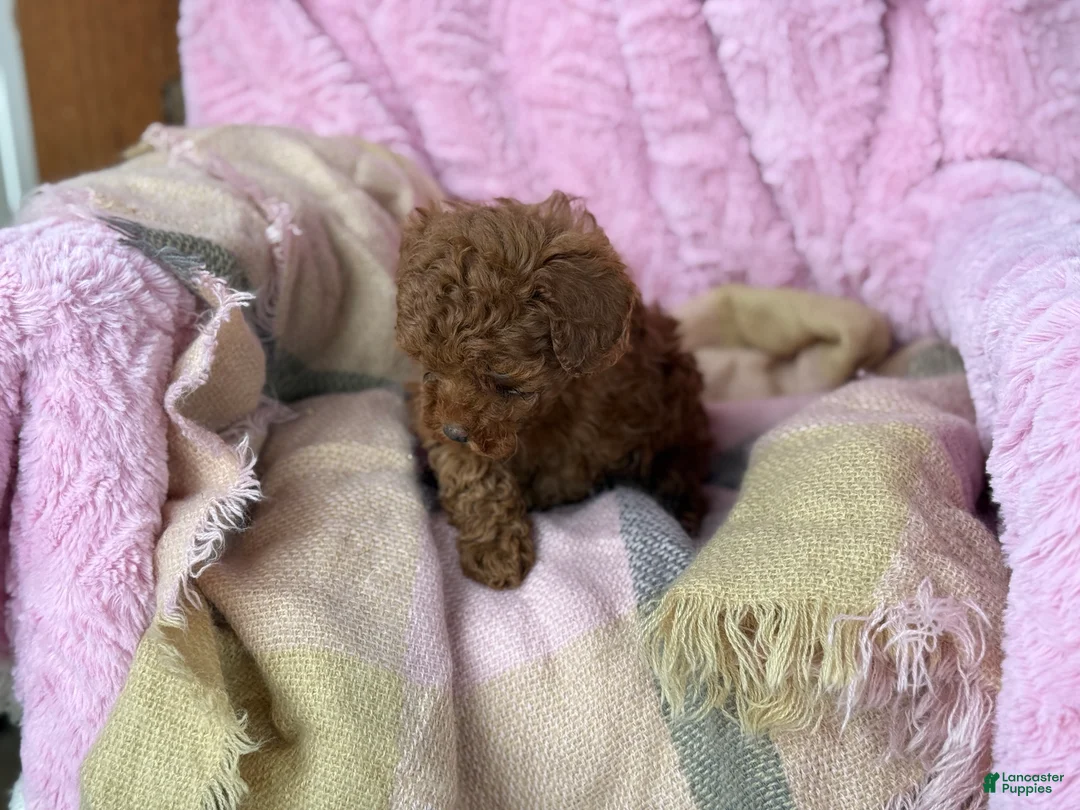 Toy Poodle dogs for sale: Nana - Ad 2