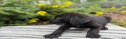 Mixed Breed dogs for sale: Georgie - Ad 7