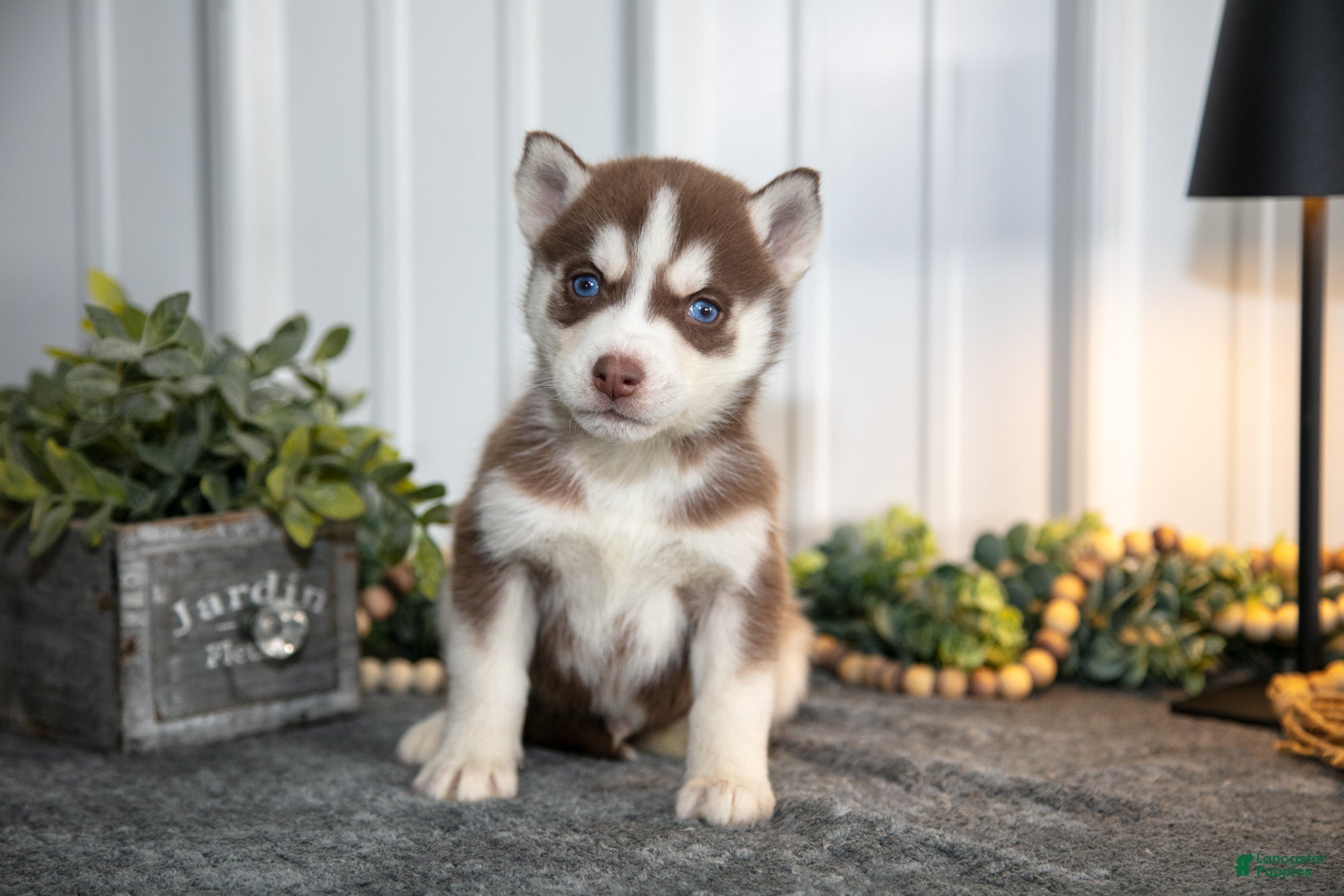 Siberian Husky dogs Tucker - Ad 41