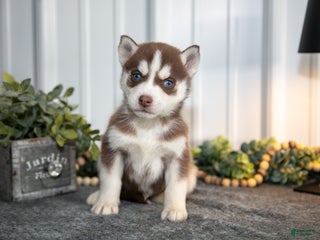 Siberian Husky dogs Tucker - Ad 7