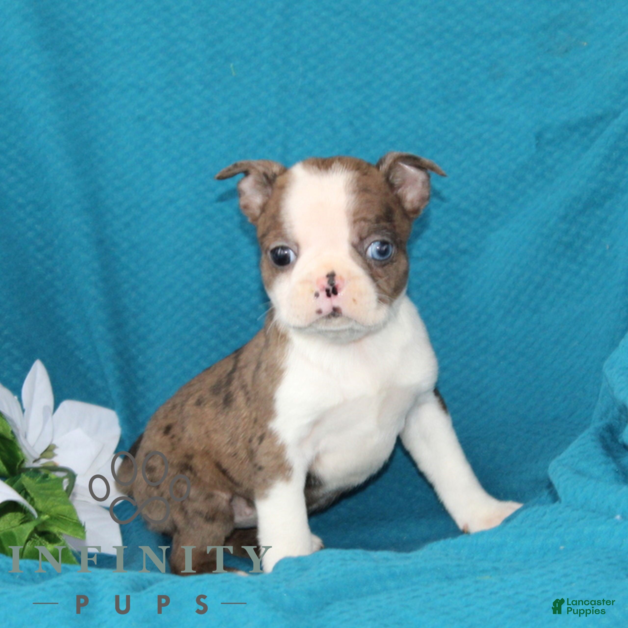 Boston Terrier dogs Amber  - Ad 1