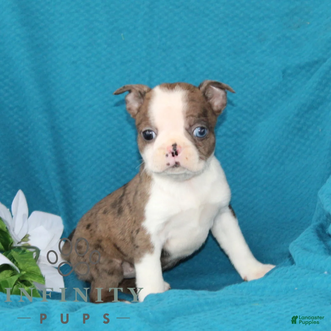 Boston Terrier dogs for sale: Amber  - Ad 1