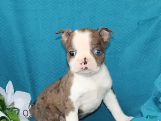 Boston Terrier dogs for sale: Amber - Ad 2