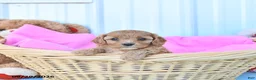 Cavapoo dogs for sale: Bella Mia - Ad 3