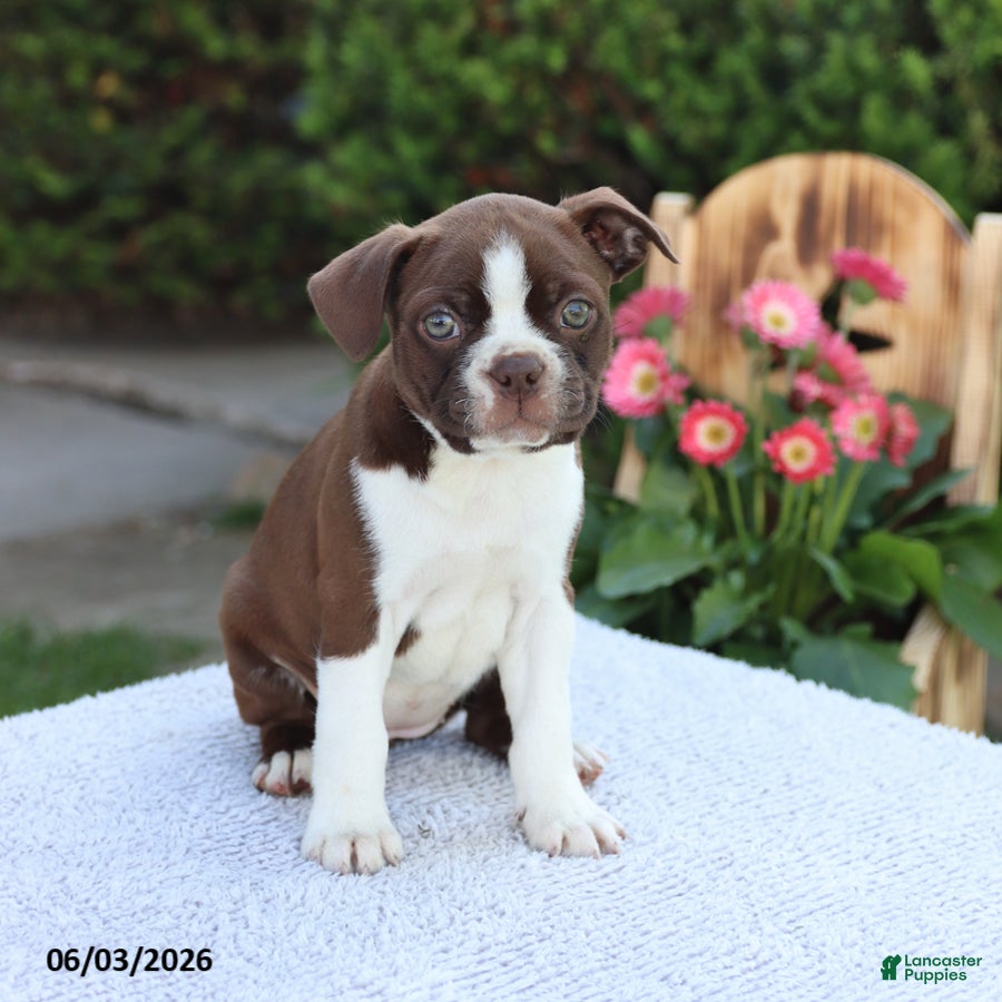 Boston Terrier dogs for sale: Daisy - Ad 4