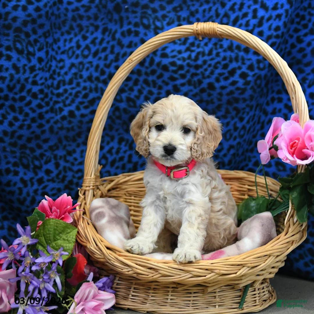 Cockapoo dogs for sale: Flower - Ad 5