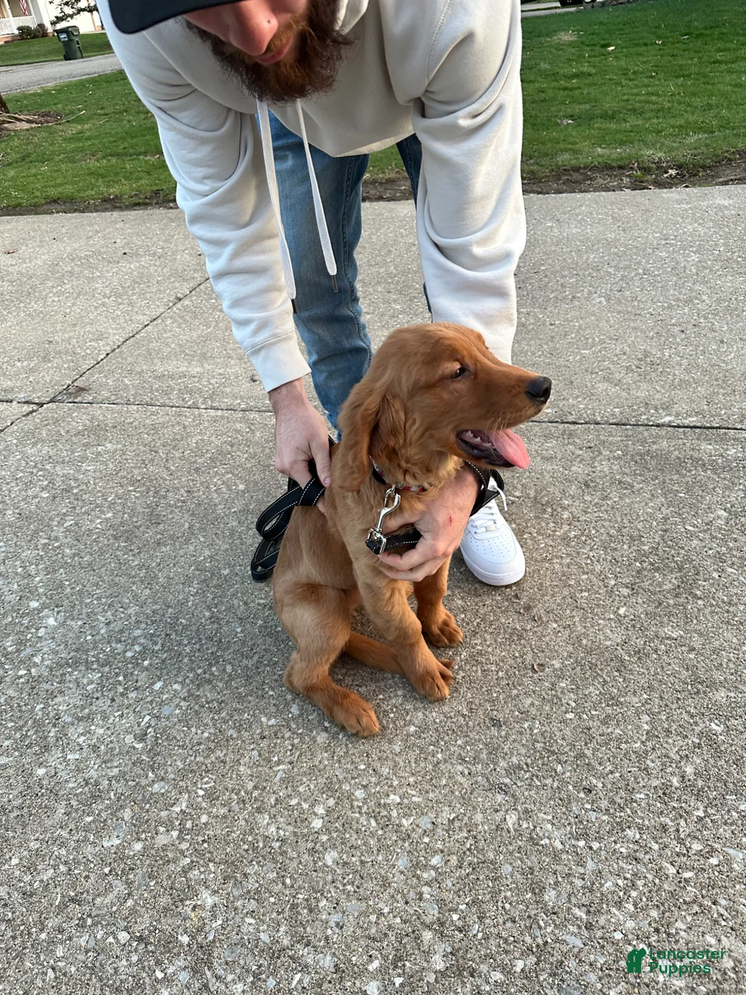 Golden Retriever dogs for sale: Golden Retriever Puppy 1 - Ad 2