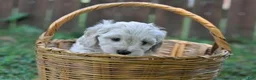 Cavapoo dogs for sale: Cavapoo 1 - Ad 5