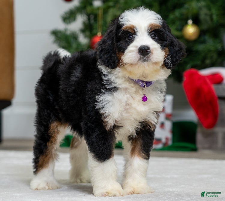 Mini Bernedoodle dogs Olive - Ad 11