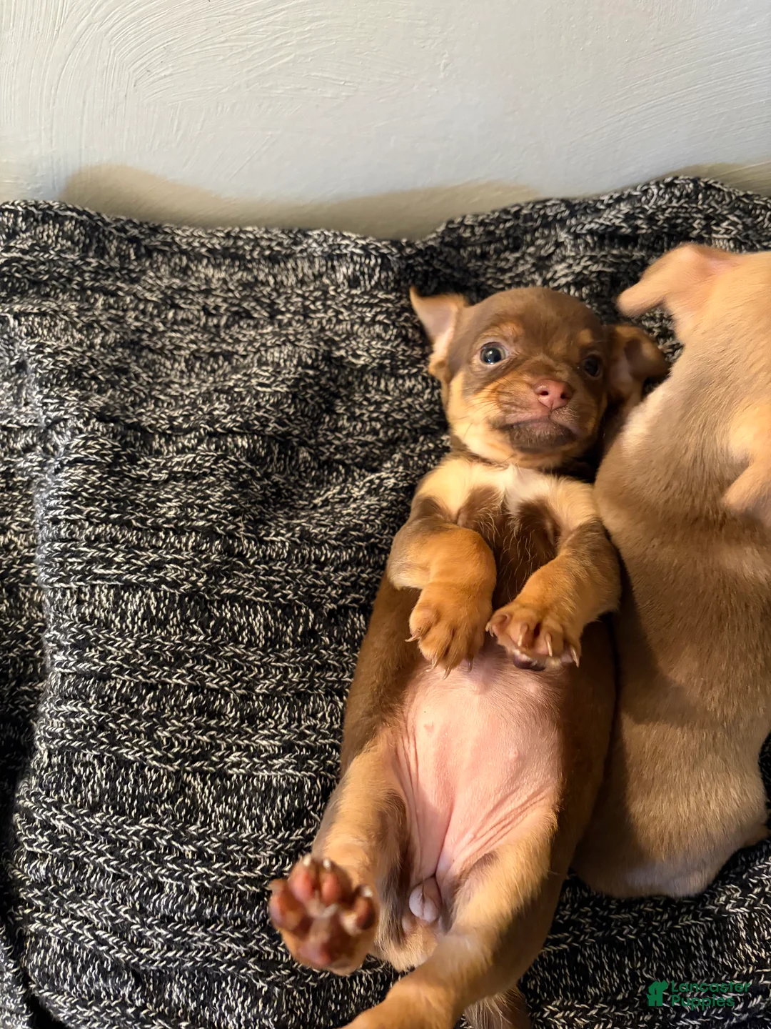 Chihuahua dogs for sale: Chihuahua Puppy 4 - Ad 3