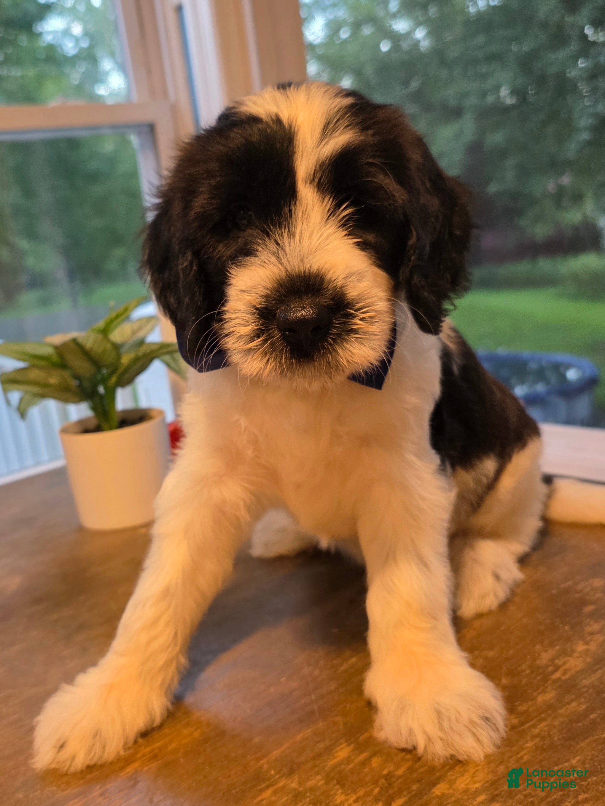 Goldendoodle dogs Milky - Ad 25